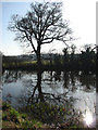 Pond reflections