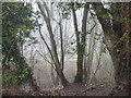 Old quarry viewed through the trees by Vicarage Lane