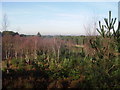 Woods and heathland near Mytchett