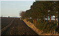 Windbreak near New Alyth