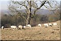 Sheep may safely graze! - Apperley Lane