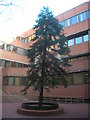 Winston Churchill Memorial Tree, Kensington Town Hall, Hornton Street, London W8