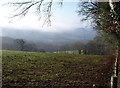 Field beside Webberton Wood