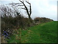 Hedgerow with abandoned bike.