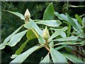 ST9330 : Rhododendron Buds by Maigheach-gheal