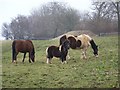 ST9330 : Grazing ponies near Fonthill Bishop by Maigheach-gheal