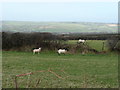 Sheep pasture west of the B3266