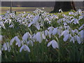 Snowdrops in St Peter