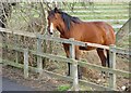 A horse on Anlaby Common