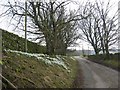 Bank of snowdrops outside Stongarthside Hall