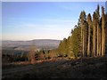 NO6694 : The slopes of Hill of Goauch in the Blackhall Forest by Nigel Corby