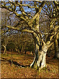 SU2105 : Beech tree, Berry Beeches, New Forest by Jim Champion