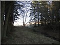 Inside a shelter belt, Windy Edge