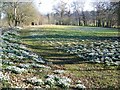 Snowdrops at Holly Cottage, Little Durnford