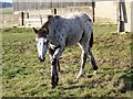 Spotted Pony