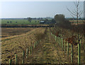 Towards Whinneymoor Farm