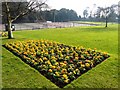 Oldway Mansion Garden, Paignton, fine Spring primulas