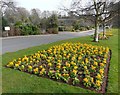 Oldway Mansion Garden, Paignton, fine Spring primulas