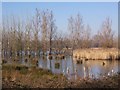 Fishlake Wetlands