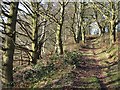 SO8293 : Bridleway up Abbot's Castle Hill, Shropshire by Roger  D Kidd