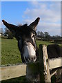 Nosey donkey