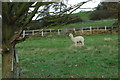 Alpaca at Walton Pool