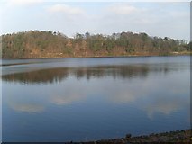 NS5575 : Looking to woods on north bank of Mugdock Reservoir by Stephen Sweeney