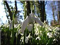 Snowdrops, Scot