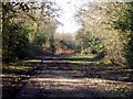 Green lane at Cadnam