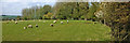 Farmland with sheep, Bourton on the Water, Gloucestershire