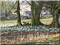 Snowdrops, Killysorrell Road, Dromore