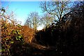 Abandoned railway cutting