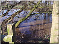 SD6027 : Duck Pond, Gib Lane, Hoghton by Alan Sillitoe