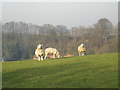 The Ewe Sisters at Grindleforge