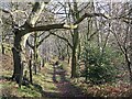 SO8293 : Bridleway on Abbot's Castle Hill, Staffordshire by Roger  D Kidd