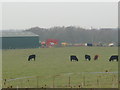 Cows at Croftheads, Annan