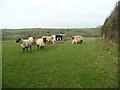 SX2599 : Ewes and lambs 4 by Jonathan Billinger