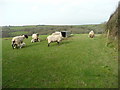 Ewes and lambs 6