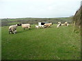 SX2599 : Ewes and lambs 7 by Jonathan Billinger