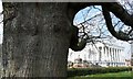 Oak tree trunk, Oldway Mansion, Paignton