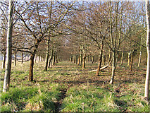 SU0074 : Deciduous plantation strip at Cowick Farm, Hilmarton, Wilts by Rodney Burton