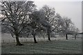 Frosty Trees Near Pinchinthorpe