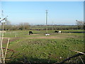 Paddocks near Tredington