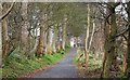 Path, Carnfunnock Country Park (5)