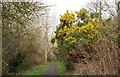 Path, Carnfunnock Country Park (7)