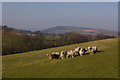 SO4577 : Sheep near Cookeridge Farm by Ian Capper