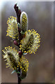 Willow catkins, Hightown