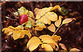 Autumn roses, Northfield, Aberdeen