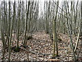 Chestnut coppicing