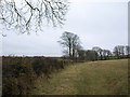 Hedge and trees near Laneast